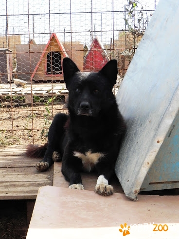 Bolt vrea sa fie adoptat!