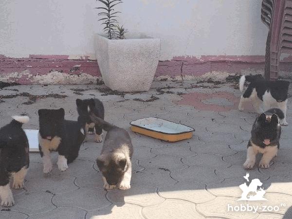 Akita american, căței