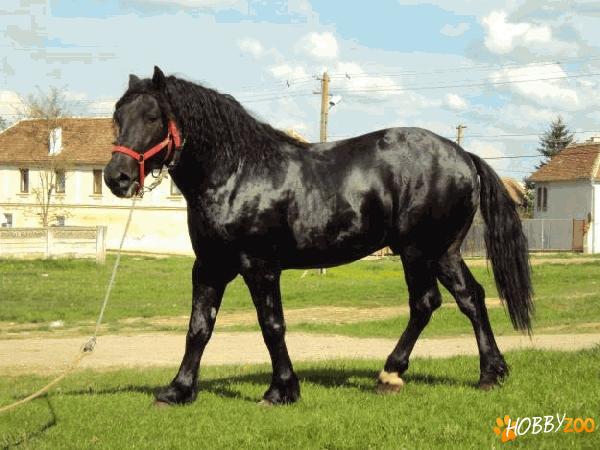 caii lui Dionisie din ruja 