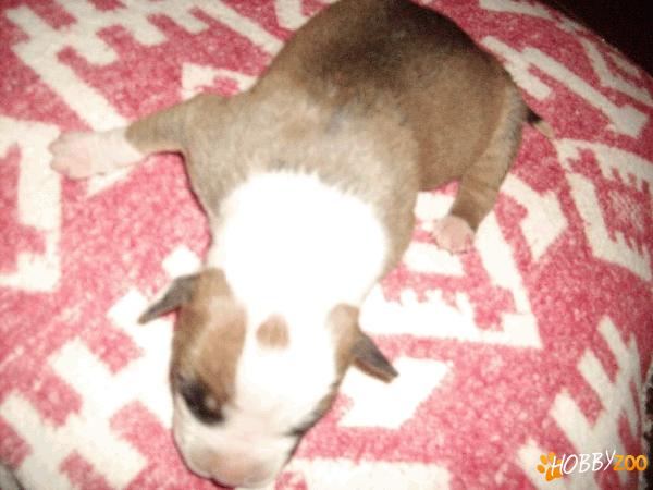 V.nd pui de Amstaff ( femela )
