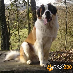 vanzare saint bernard