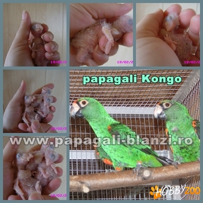 vand papagali blanzi, pui de Kongo     