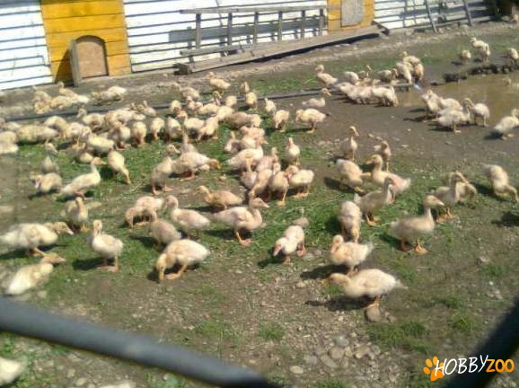 rate de carne rasa Pekin