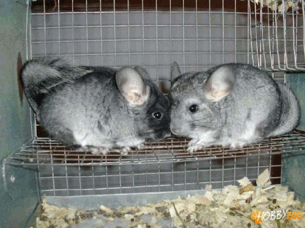 Crescatorie Chinchilla