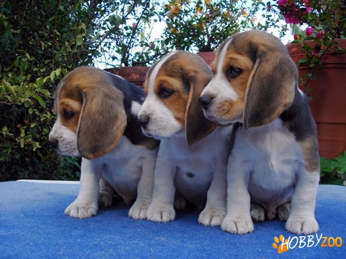 De vanzare Beagle tricolori