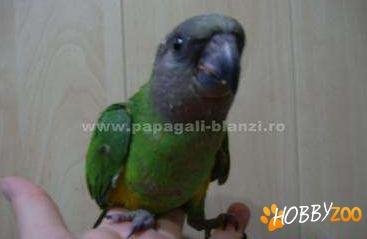 Pui de papagali Senegal