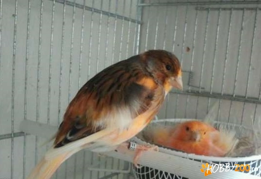 Canari de cantec cantece minunate