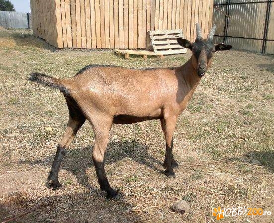 iedute alpine franceze