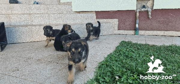 Pui Ciobanesc German