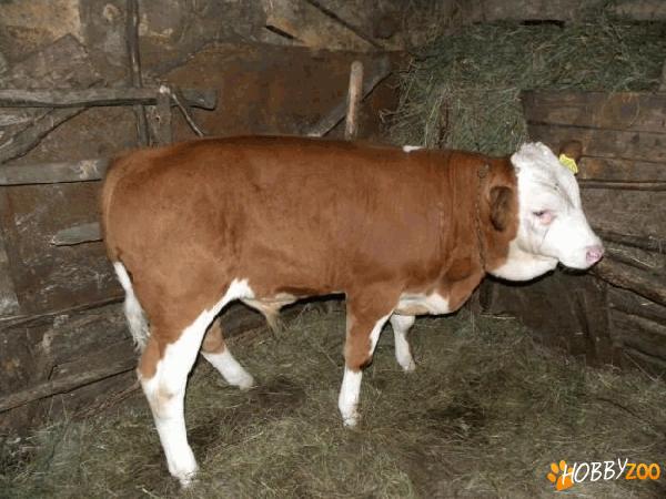Vitel superb poze reale