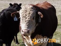 Tineret vaci de carne Hereford