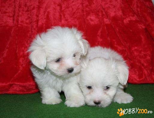 Vand catei BICHON MALTESE alb