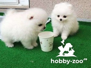 Mini catelusi de pomeranian minunati si sanatosi disponibili