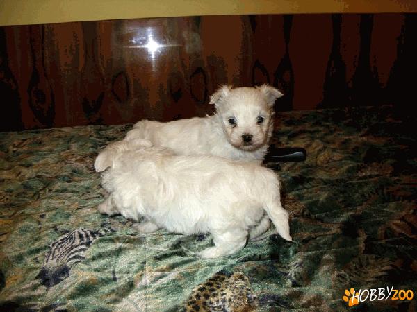 vand pui bichon malteze 