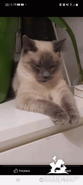 Monta siberian