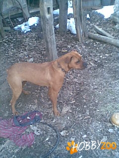 vand catea boxer !!! foarte cuminte.