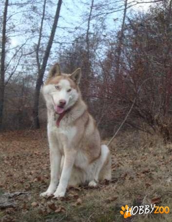 catelusa Husky roscata