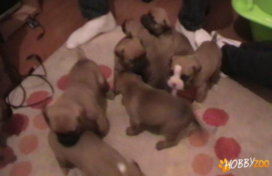 de vanzare pui boxer original