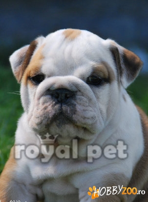 VAND CAINI BULLDOG ENGLEZ BUCURESTI