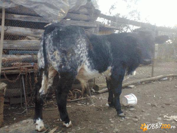 vaca si vitel albastru belgian