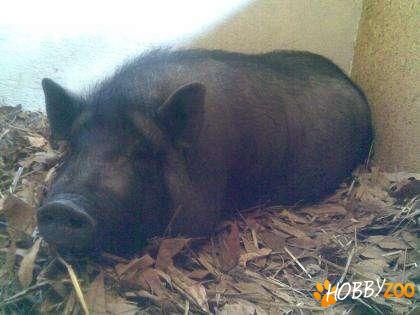 Porc vietnamez scroafa