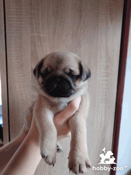 Mops catelusi frumosi (7 saptamani, disponibili intr-o sapt)