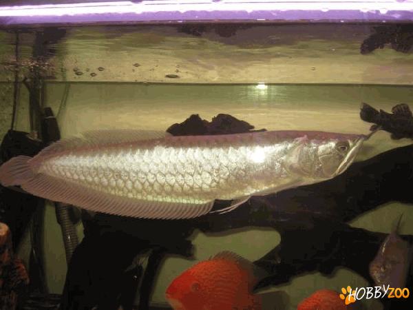 silver arowana