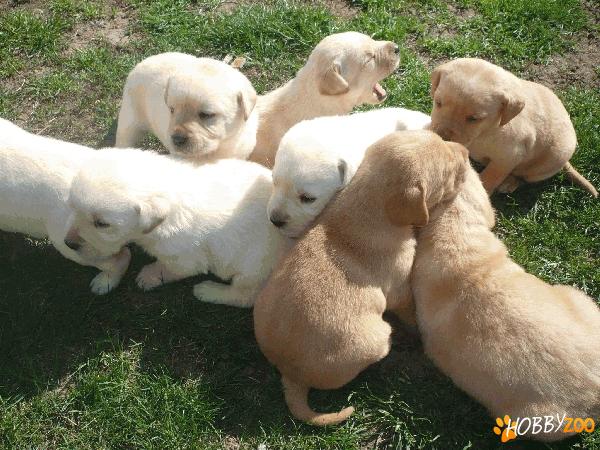 vand pui labrador auriu
