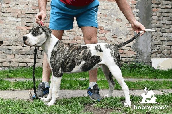Bulldog american căței