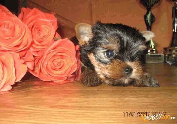 vand Yorkshire Terrier Toy     