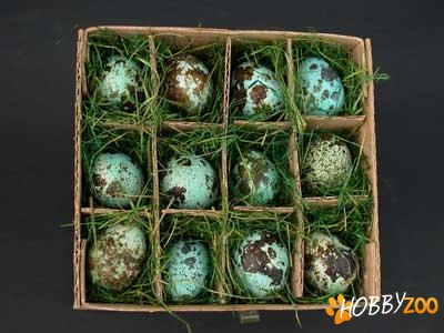 oua de prepelita pentru incubat