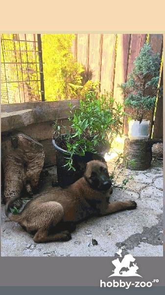 Caini ciobanesti belgieni malinois 