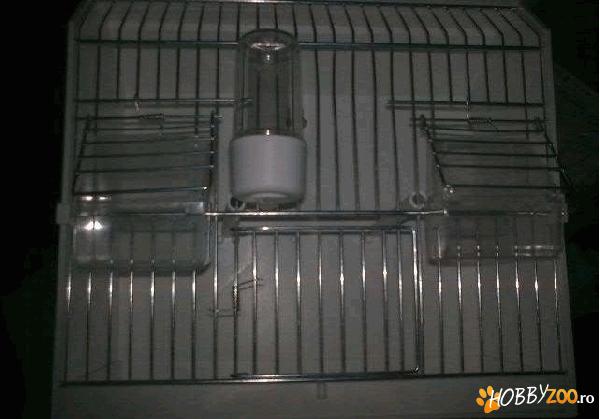 colivie cusca expozitie pasari 