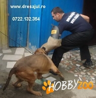 SCOALA DE DRESAJ CANIN KRIS