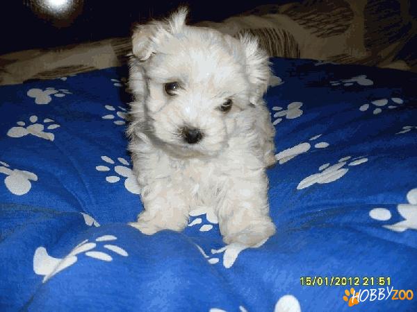 bichon maltez albi talie minii 700.ron.