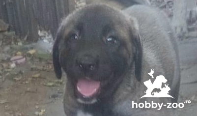 Vand pui ciobanesc Asia Centrala mascul 