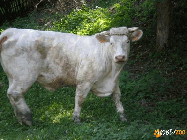 Vaca si Taur Charolaise 