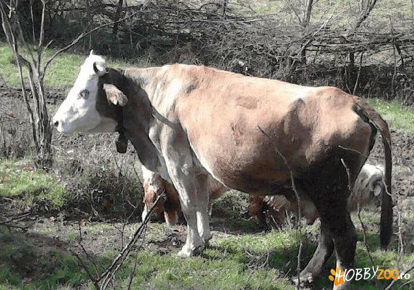 vaca gestanta 6 luni    