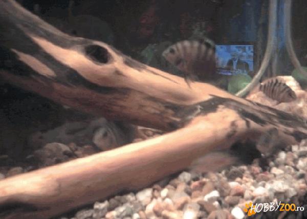 cichlasoma nigrofasciatum