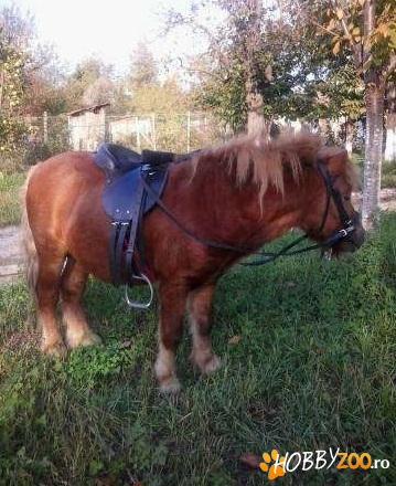 ponei mascul rasa Shetland