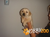 Labrador Retriever de vanzare