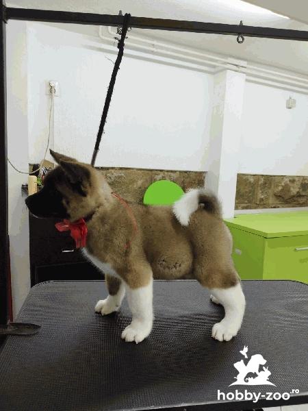 Akita american căței