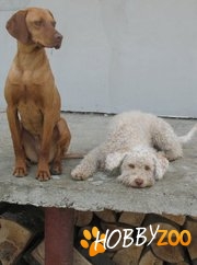 Vand pui din rasele vizsla, beagle,