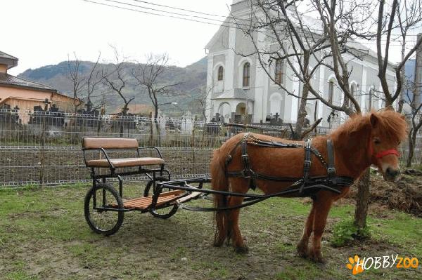 sareta pentru ponei preturi mici