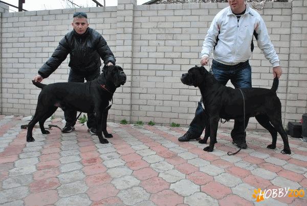 Prenotez catei cane corso