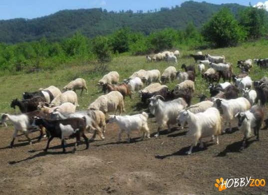 turma de capre cu lapte