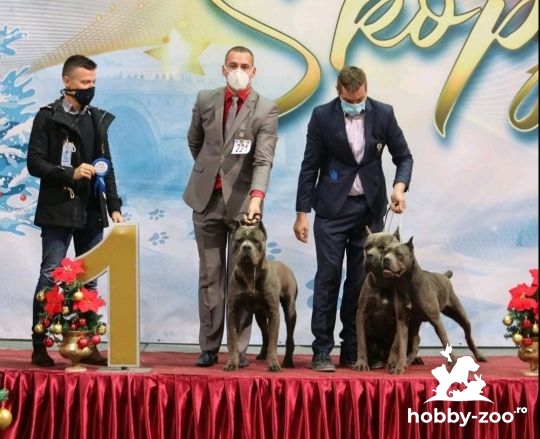 Cane Corso mascul pentru herghelie