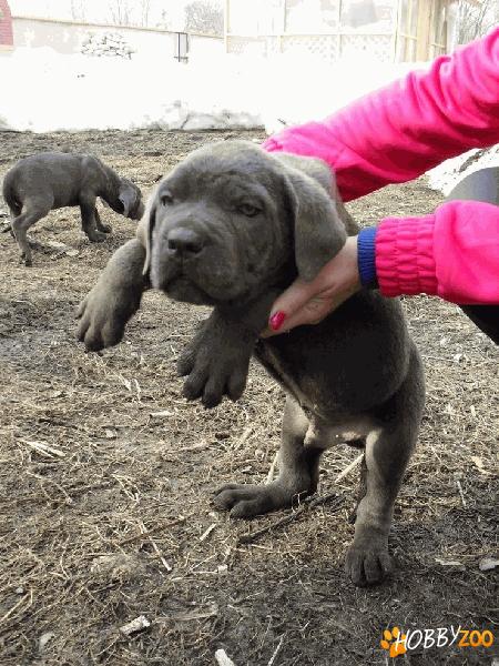 VAND CATEI CANE CORSO-PRET DE CRIZA