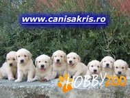 Pui Golden si Labrador Retriev