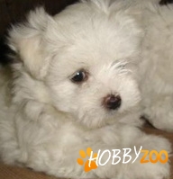bichon maltese de vanzare vaccinati bucuresti